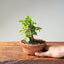 Lavender Star Flower Bonsai #1194