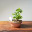 Lavender Star Flower Bonsai #1194