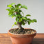 Lavender Star Flower Bonsai #1194