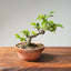 Lavender Star Flower Bonsai #1195