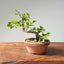 Lavender Star Flower Bonsai #1195