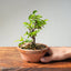 Lavender Star Flower Bonsai #1195