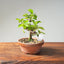 Lavender Star Flower Bonsai #1195
