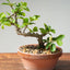 Lavender Star Flower Bonsai #1195