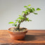 Lavender Star Flower Bonsai #1196
