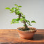 Lavender Star Flower Bonsai #1196