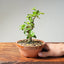 Lavender Star Flower Bonsai #1196