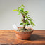 Lavender Star Flower Bonsai #1196