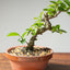 Lavender Star Flower Bonsai #1196