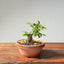 Lavender Star Flower Bonsai #1197