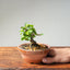 Lavender Star Flower Bonsai #1197