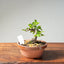 Lavender Star Flower Bonsai #1197