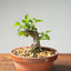 Lavender Star Flower Bonsai #1197