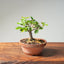 Lavender Star Flower Bonsai #1198
