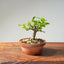Lavender Star Flower Bonsai #1198