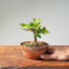Lavender Star Flower Bonsai #1198