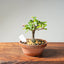Lavender Star Flower Bonsai #1198