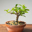Lavender Star Flower Bonsai #1198