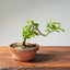 Lavender Star Flower Bonsai #1199
