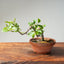 Lavender Star Flower Bonsai #1199