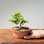 Lavender Star Flower Bonsai #1199