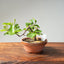 Lavender Star Flower Bonsai #1199