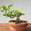 Lavender Star Flower Bonsai #1199