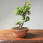 Lavender Star Flower Bonsai #1200
