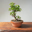 Lavender Star Flower Bonsai #1200