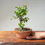 Lavender Star Flower Bonsai #1200