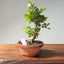 Lavender Star Flower Bonsai #1200