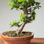 Lavender Star Flower Bonsai #1200
