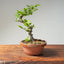 Lavender Star Flower Bonsai #1201