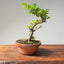 Lavender Star Flower Bonsai #1201