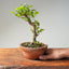 Lavender Star Flower Bonsai #1201