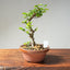 Lavender Star Flower Bonsai #1201