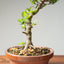 Lavender Star Flower Bonsai #1201