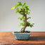 Lavender Star Flower Bonsai #1202