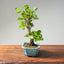 Lavender Star Flower Bonsai #1202