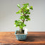 Lavender Star Flower Bonsai #1202