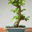 Lavender Star Flower Bonsai #1202