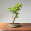Lavender Star Flower Bonsai #1203