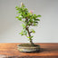Lavender Star Flower Bonsai #1203