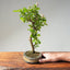 Lavender Star Flower Bonsai #1203