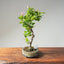 Lavender Star Flower Bonsai #1203