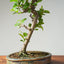 Lavender Star Flower Bonsai #1203