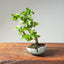 Lavender Star Flower Bonsai #1204