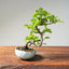 Lavender Star Flower Bonsai #1204