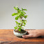 Lavender Star Flower Bonsai #1204