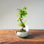 Lavender Star Flower Bonsai #1204